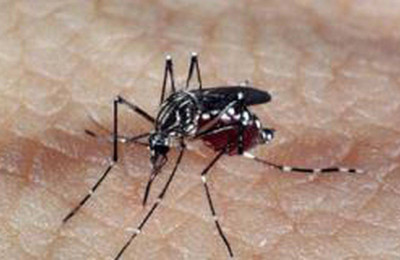 Pesquisadores da Uespi utilizam peixes para combater larvas do mosquito da dengue