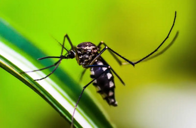 Dia D de combate à Dengue acontece em Teresina, Picos e Parnaíba na segunda-feira