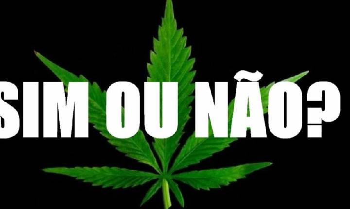 A maconha tributada