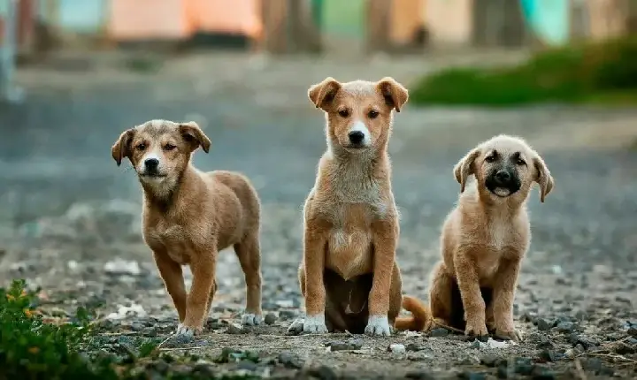 Assembleia Legislativa analisa seis projetos em defesa dos animais
