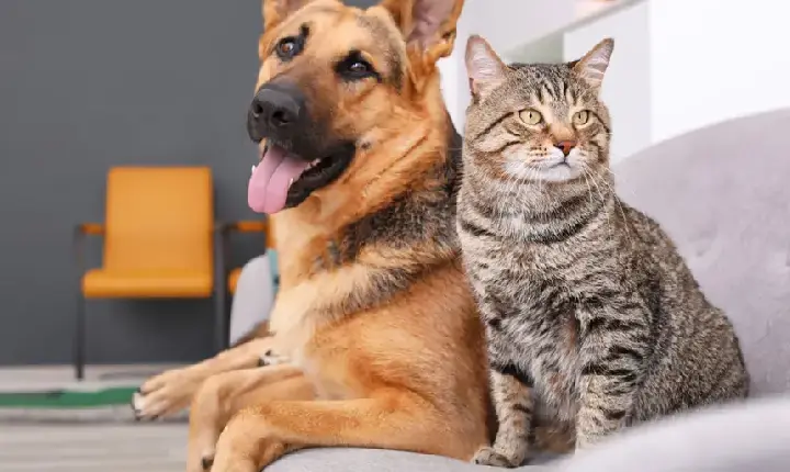 Governo do Piauí lança Pacto pelos Animais nesta terça-feira (16)