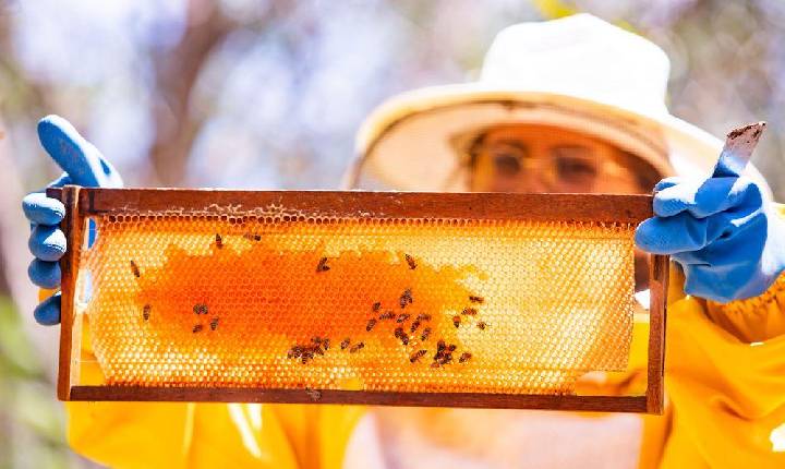 Nova lei dispensa licença para criadores de até 50 colmeias de abelhas nativas no Piauí