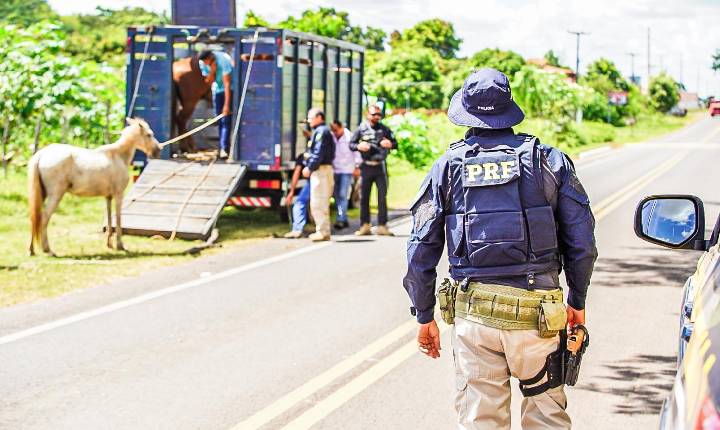 Operação Porteira Fechada reduz em mais de 50% mortes envolvendo acidentes com animais