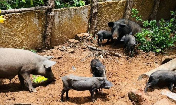 Piauí articula com MDS plano de vacinação e manejo para conter peste suína