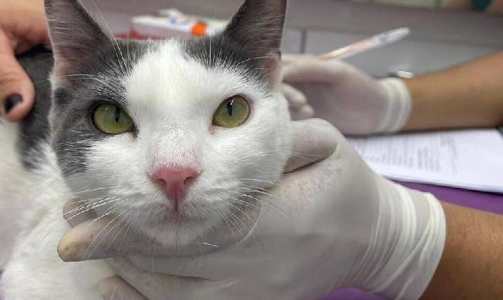 Rafael quer ampliar atendimento gratuito e castração de cães e gatos