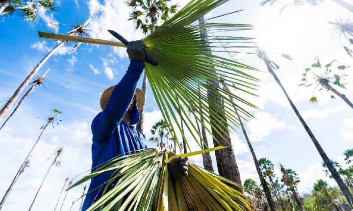 Seminário vai discutir sustentabilidade, condições de trabalho e futuro da cadeia da carnaúba