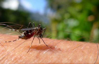 Sesapi promove Dia D de mobilização contra a dengue em Teresina e Miguel Alves