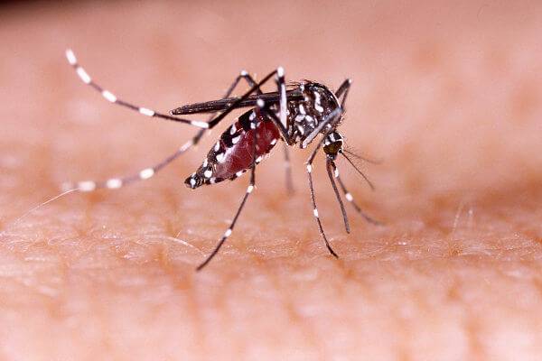 Mosquito da dengue
