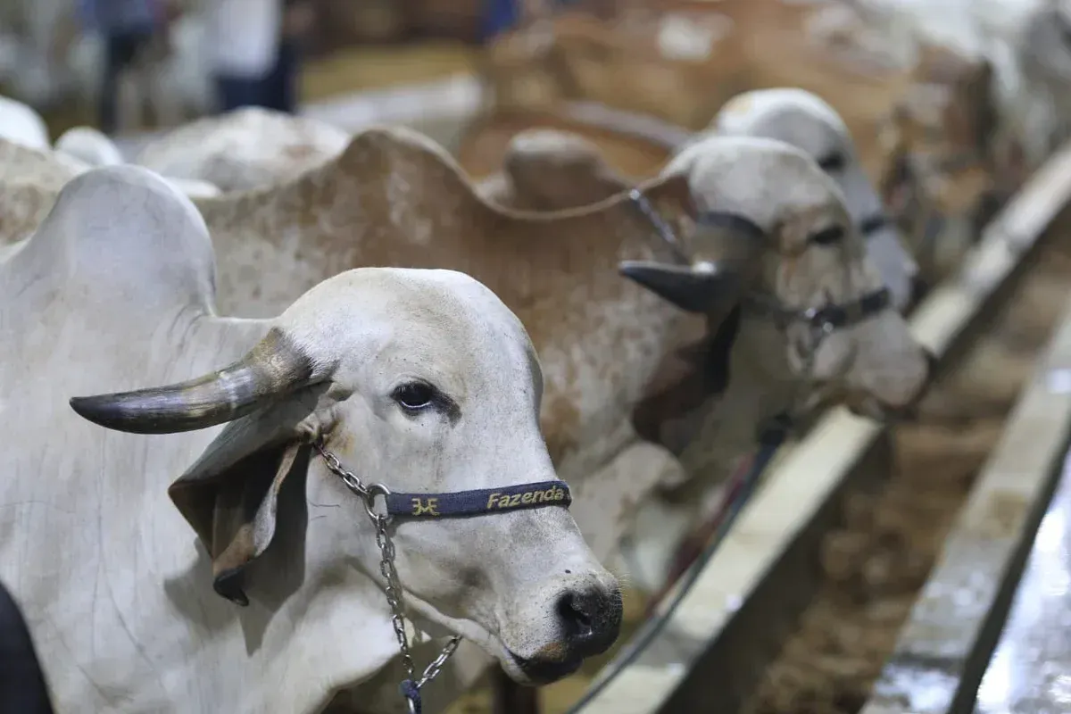 Consumo de carne bovina voltou a crescer no Piauí, segundo dados do IBGE