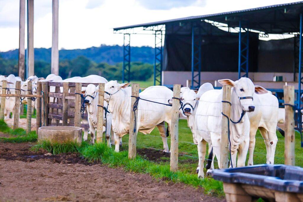 Piauí vai receber em Paris o selo internacional de área livre de aftosa sem vacinação