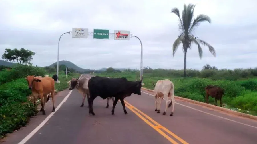 Audiência pública vai debater o controle de animais soltos nas estradas do Piauí