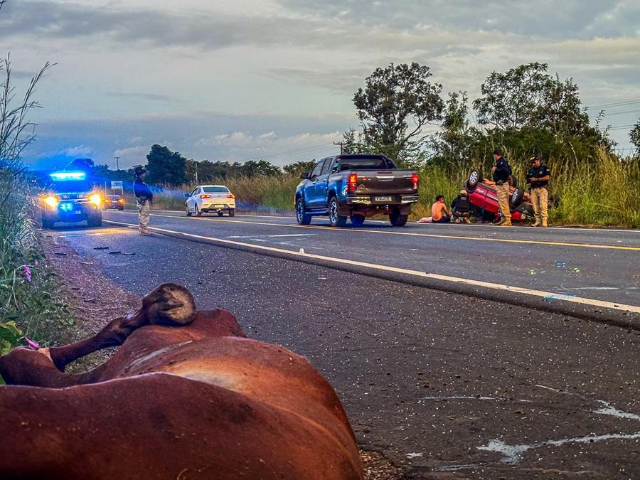 Donos de animais que provocarem acidentes fatais podem responder por homicídio