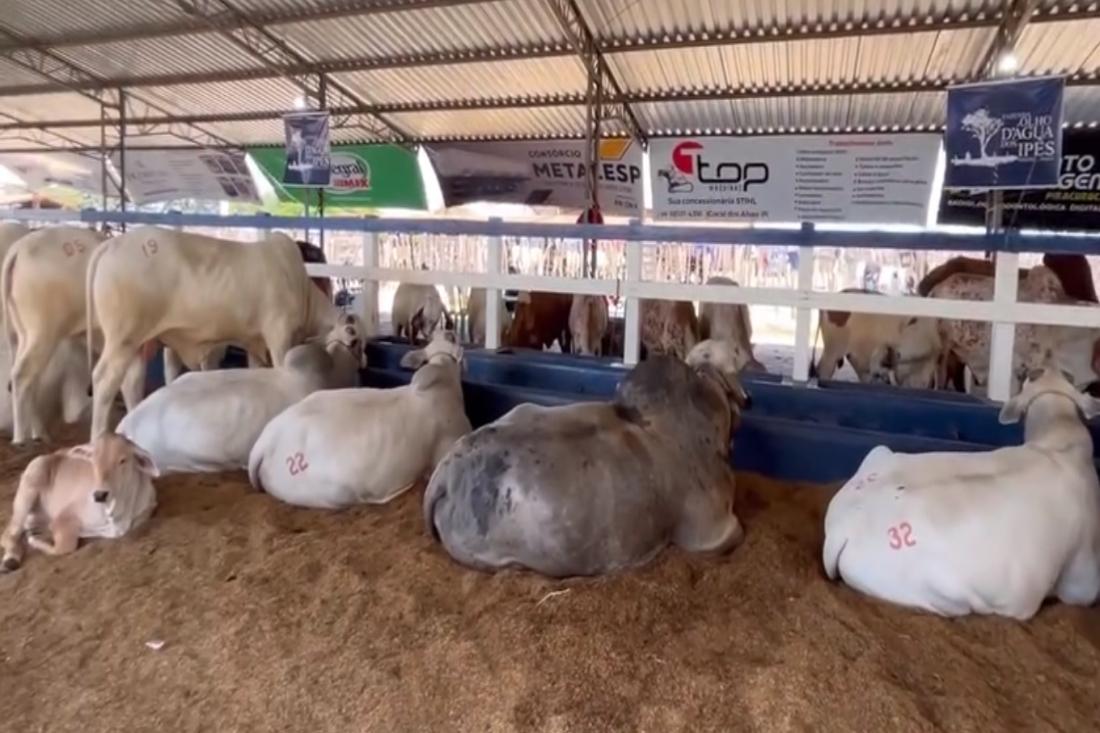 ExpoPiracuruca terá atrações nacionais e programação gratuita a partir da terça-feira