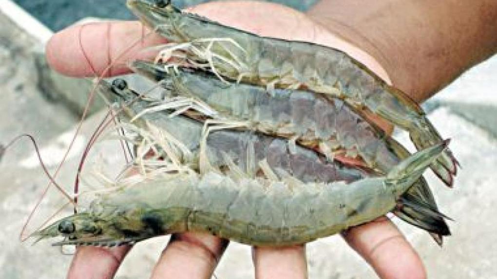 Produção de camarão em cativeiro no Piauí cresceu 23% e movimentou R$ 85 milhões em 2024