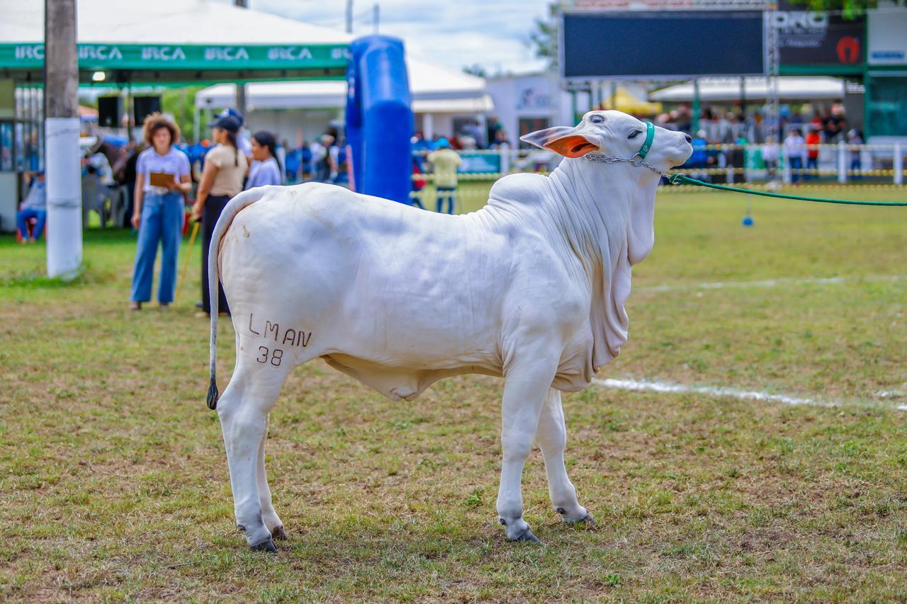 74ª edição da Expoapi será aberta com a tradicional cavalgada e show infantil no domingo (7)