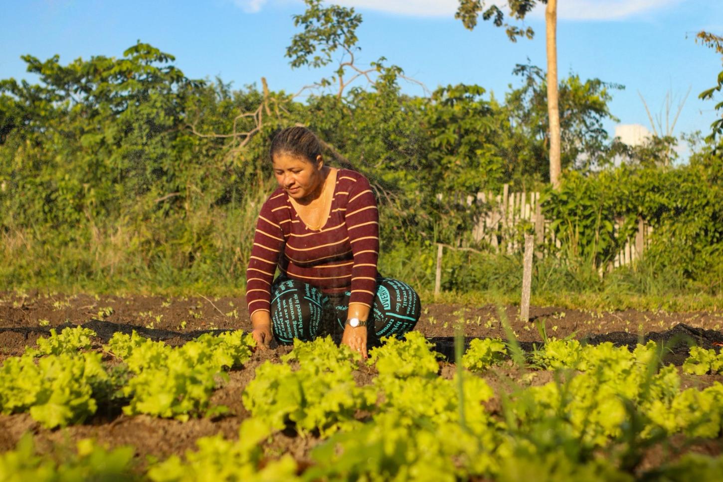 Agricultura familiar foi fortalecida com R$ 528,67 milhões do MDS em 2025