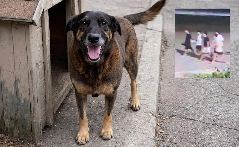 Assembleia Legislativa tem aprovado leis em defesa dos animais e contra maus tratos