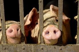 Governo decreta emergência zoossanitária para prevenção da peste suína clássica em todo o Piauí