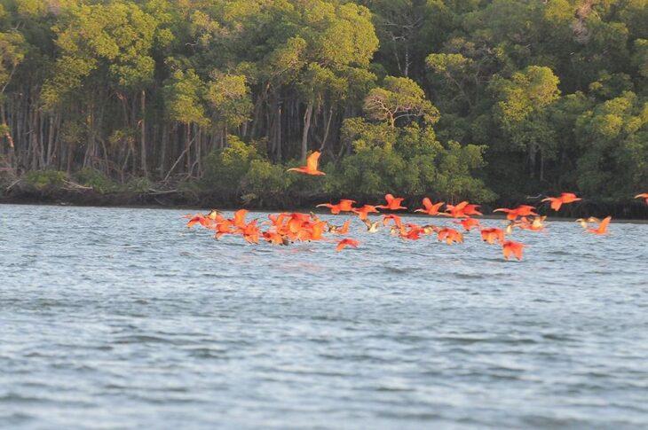 Revoada dos Guarás encanta turistas e movimenta economia no litoral do Piauí