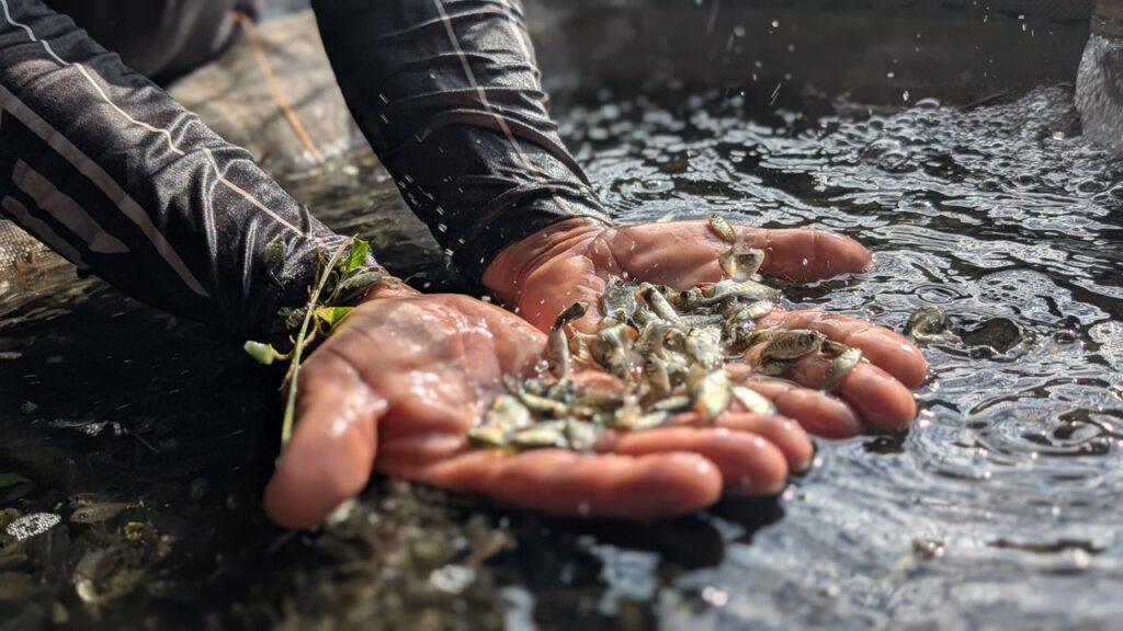 SAF entrega de alevinos para agricultores familiares de quatro municípios