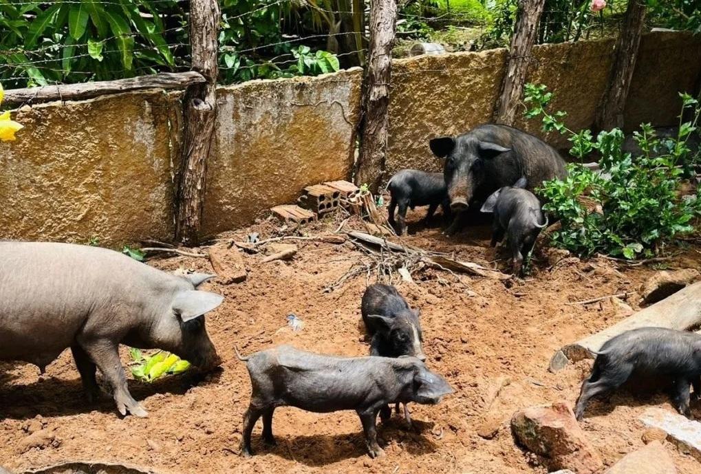 Piauí articula com MDS plano de vacinação e manejo para conter peste suína