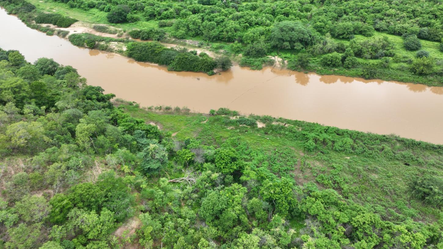 Recuperação de vegetação ciliar avança no território quilombola Mimbó