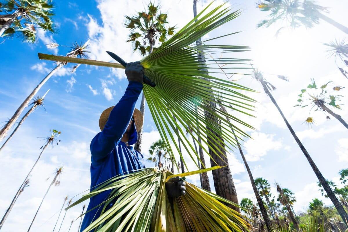 Seminário vai discutir sustentabilidade, condições de trabalho e futuro da cadeia da carnaúba