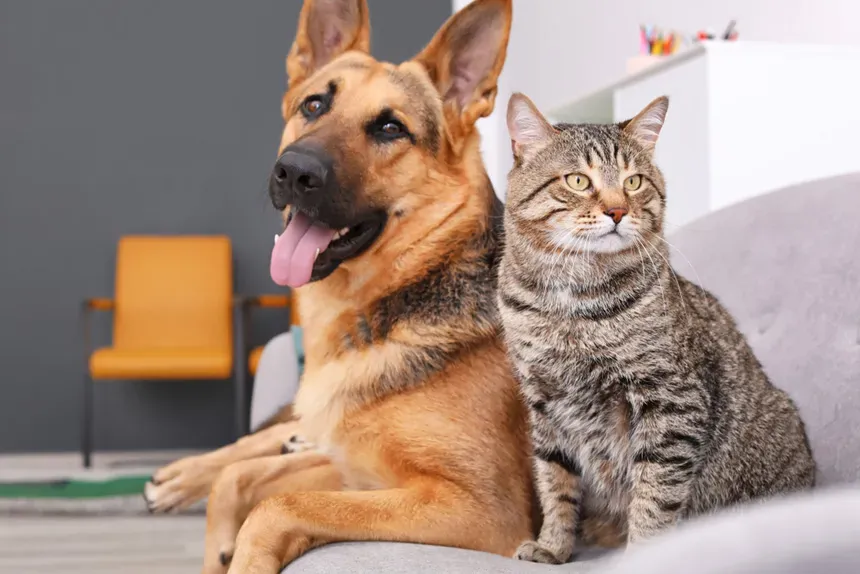 Governo do Piauí lança Pacto pelos Animais nesta terça-feira (16)