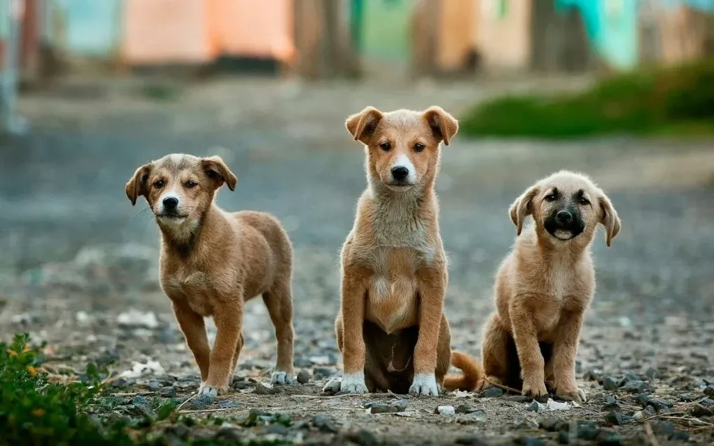 Assembleia Legislativa analisa seis projetos em defesa dos animais