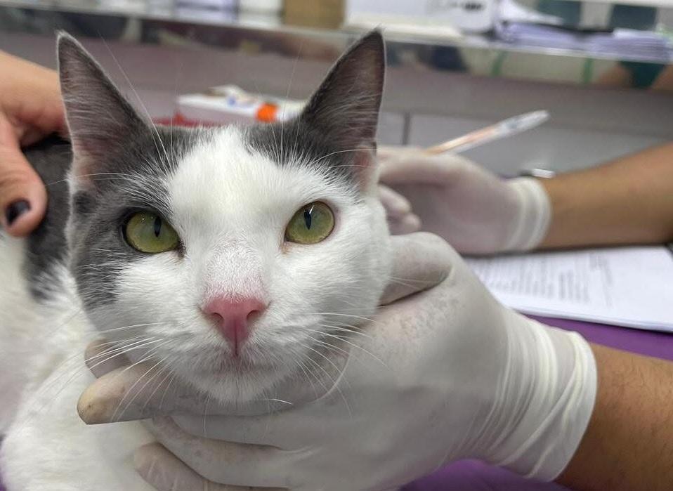 Rafael quer ampliar atendimento gratuito e castração de cães e gatos