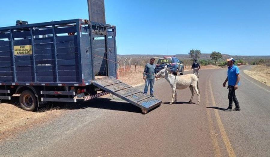 Lei aprovada na Alepi contribuiu para reduzir mortes causadas por animais nas estradas
